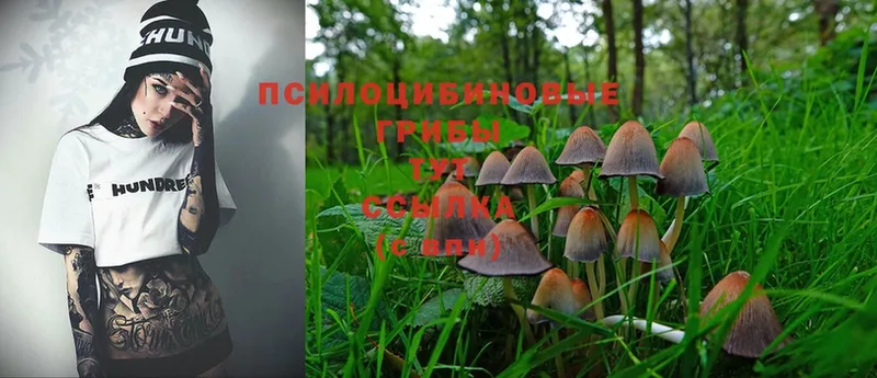 Галлюциногенные грибы Psilocybine cubensis  Зуевка 